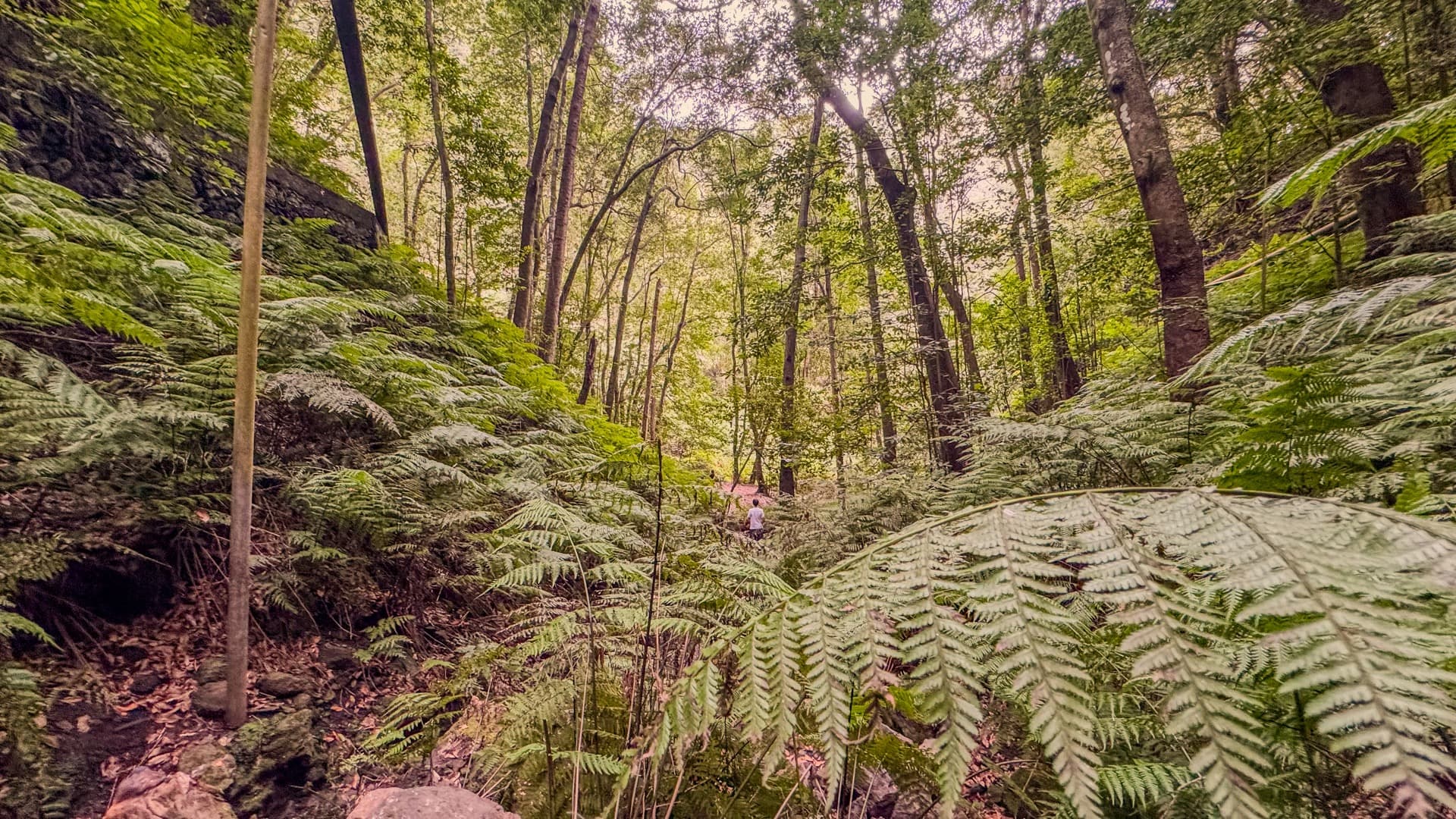 Cubo de La Galga, La Palma — laurisilva y helechos gigantes